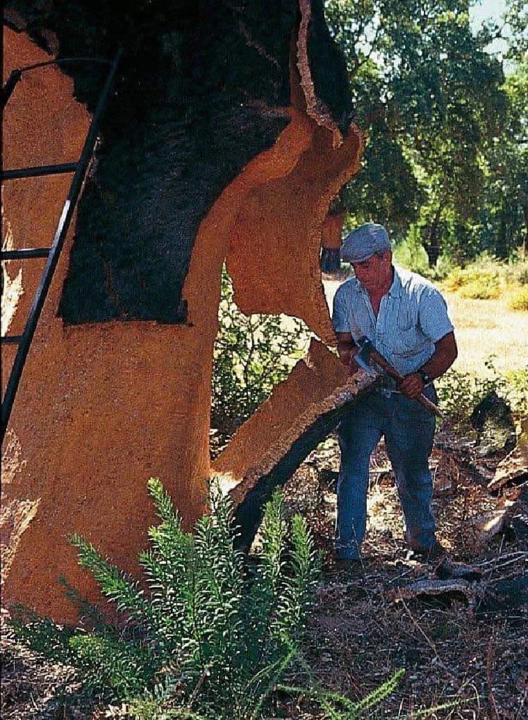 A worker levering a slab of bark off the trunk of a cork oak, the stripped trunk beneath it bright orange
