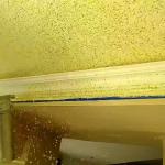 Gold flakes flying from the gun onto the conservatory ceiling