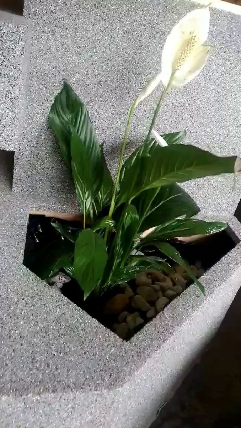 The planter built into the end of the counter, finished in the same quartz