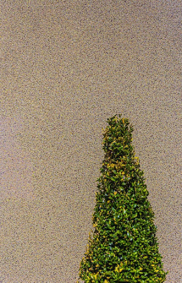 A clipped topiary against the Crystal Quartz wall in daylight