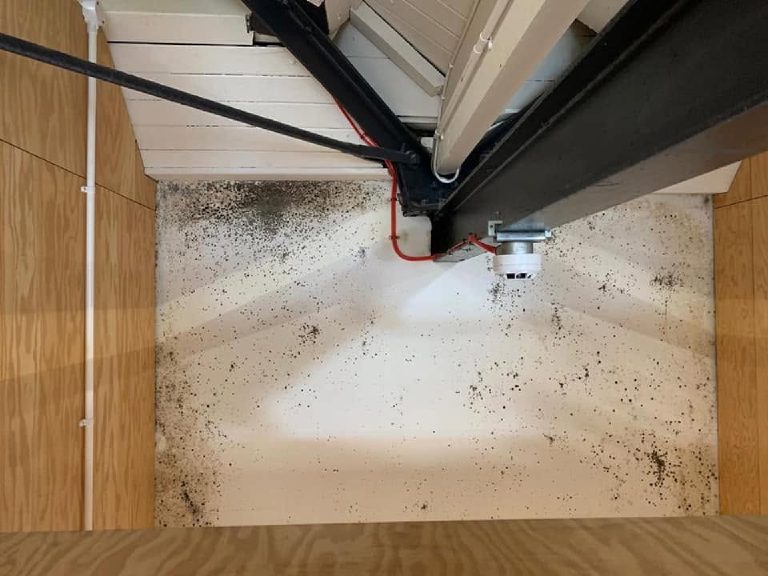 Mould in the ceiling corner around the detector